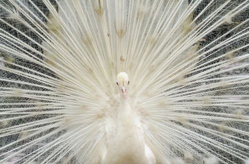 beautiful white feather peacock bird zoo