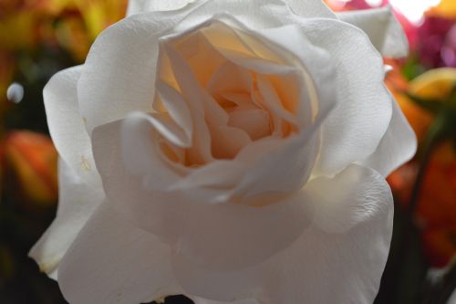 Beautiful White Macro Rose Flowers