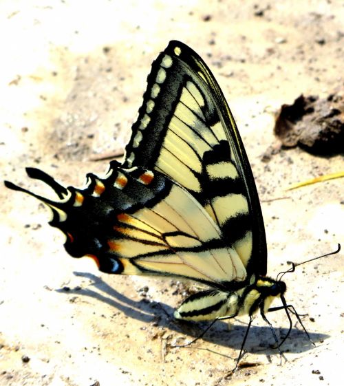 Beautiful Yellow Butterfly