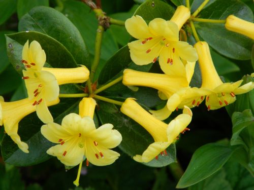 Beautiful Yellow Flower