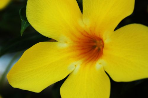 Beautiful Yellow Flower