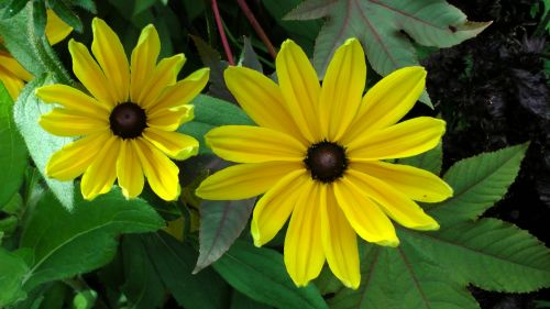 Beautiful Yellow Flowers