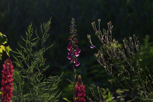 beauty flowers garden flowers