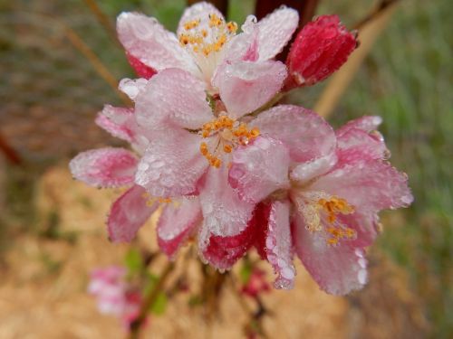 beauty flower blossom