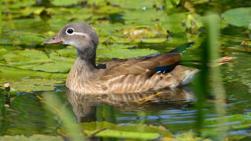 beauty female mandarin