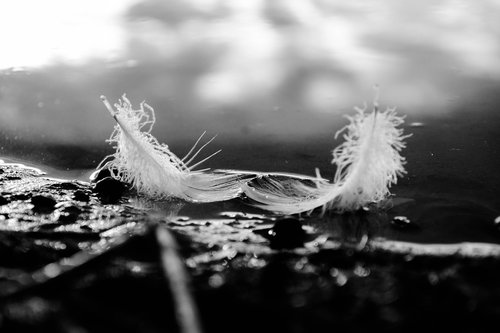 beauty  nature  feathers