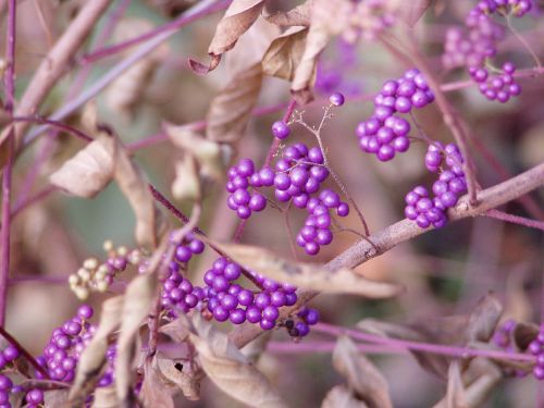 beauty berries bush nature