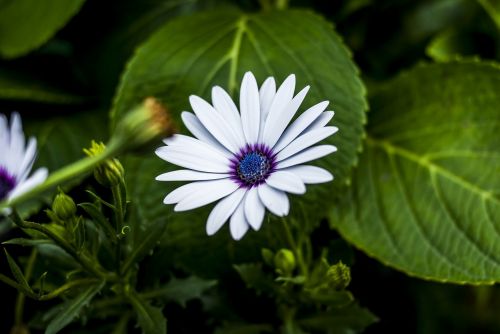 beauty flower nature flower