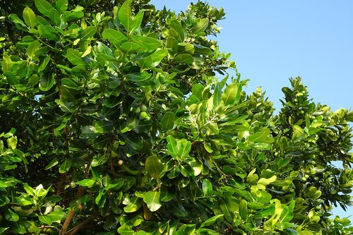 beauty leaf  alexandrian laurel  fruit