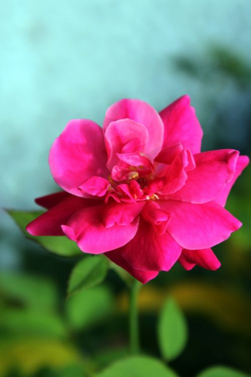 Beauty Of Pink Flower