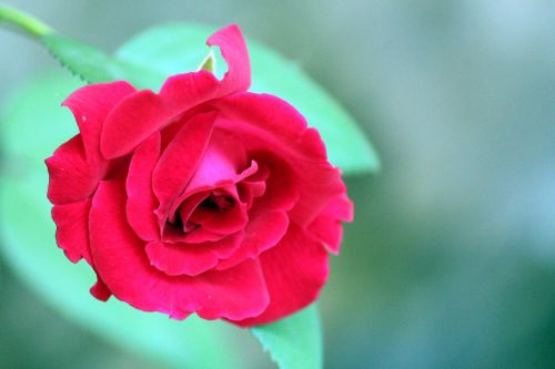 Beauty Of Red Rose