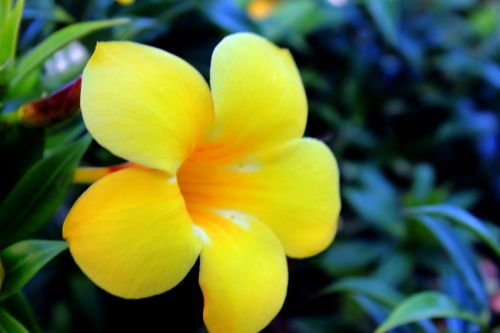 Beauty Of Yellow Flower