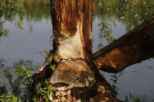 beaver tree nature