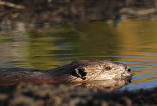 beaver swimming rodent