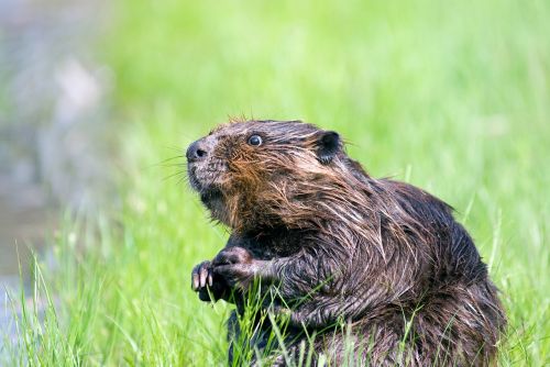 beaver pond wildlife