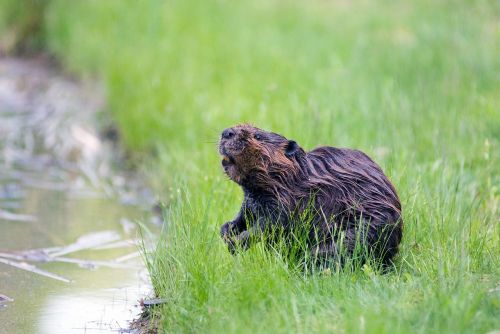 beaver pond wildlife