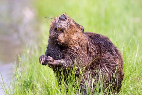 beaver pond wildlife