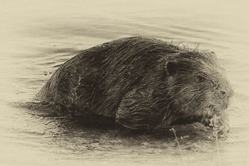 beaver eat water