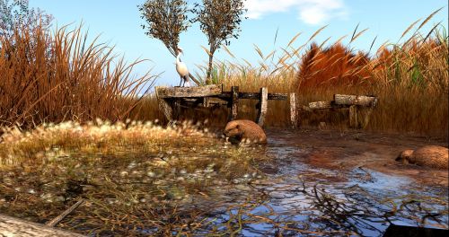 beaver landscape swamp
