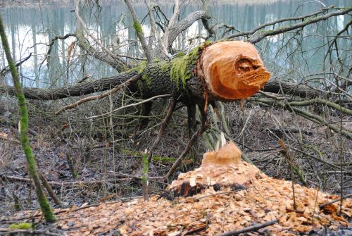 beaver beaver damage rodent