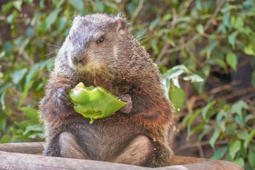 beaver eat water