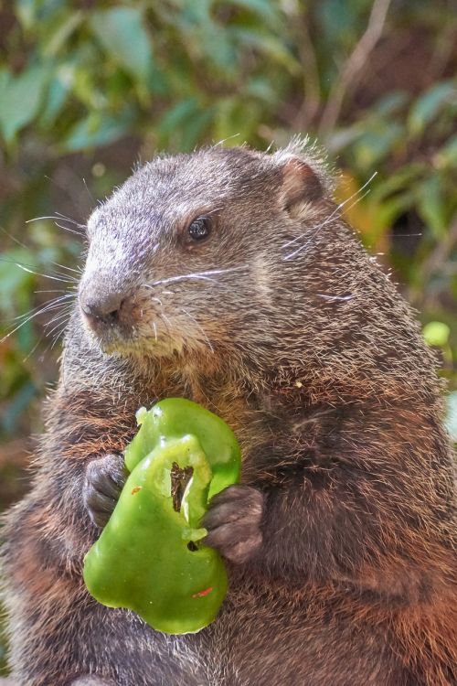 beaver eat water