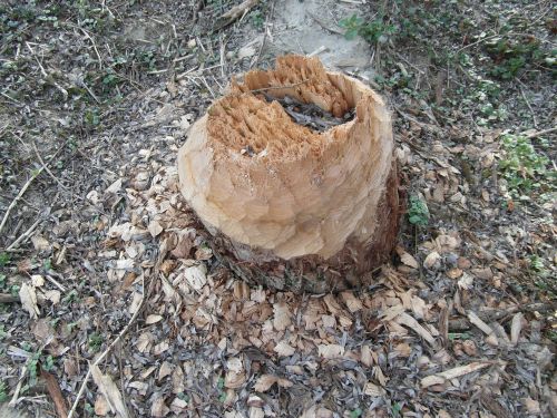 beaver work log
