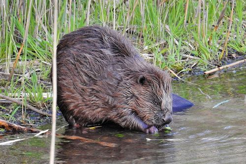 beaver nature animal world