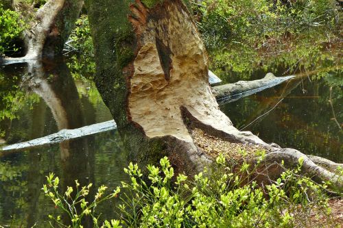 beaver beaver damage beaver tree
