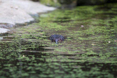 beaver  water  swim