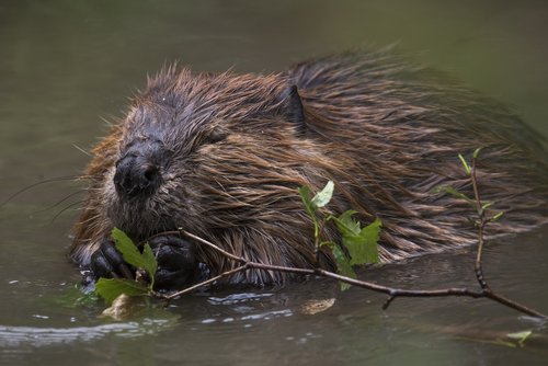 beaver  rodent  animal