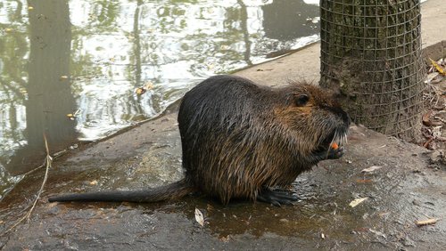 beaver  zoo  mammal