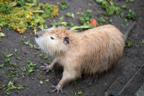 beaver  animal  rodent