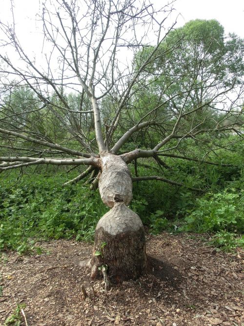 beaver wood tree