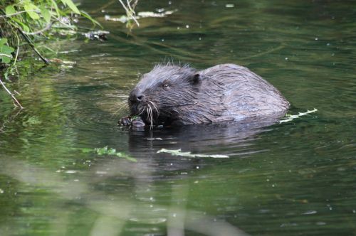 beaver water nature
