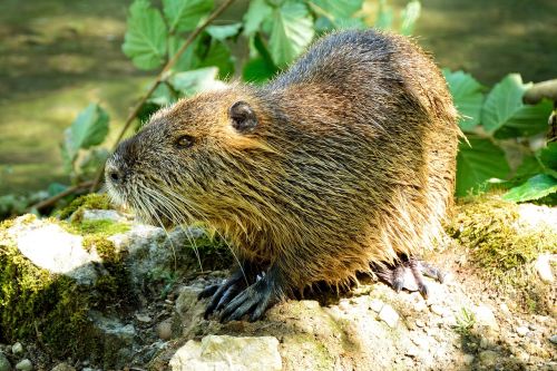 beaver rodent nature
