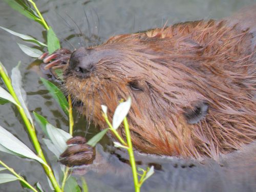 beaver rodent wildlife photography