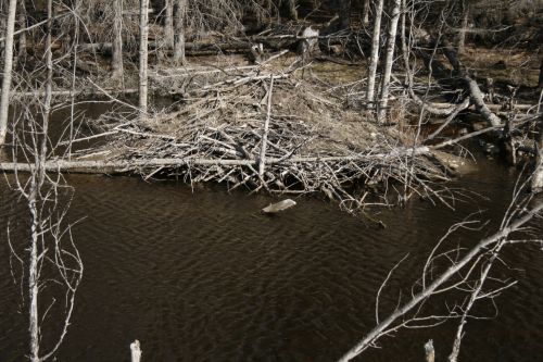 Beaver Dam Lodge Pond