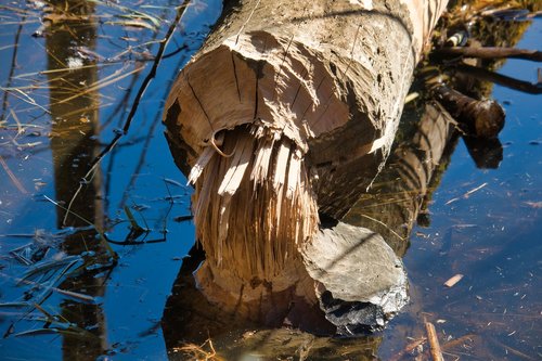 beaver eating  tree  beaver