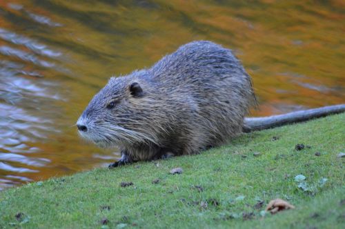 beavers lakes wildlife