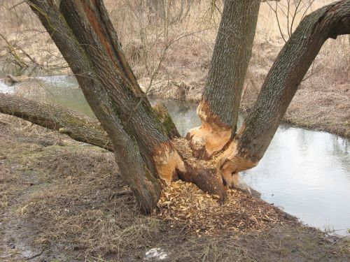 beavers tree nature