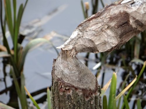 beavers work tree occlusion