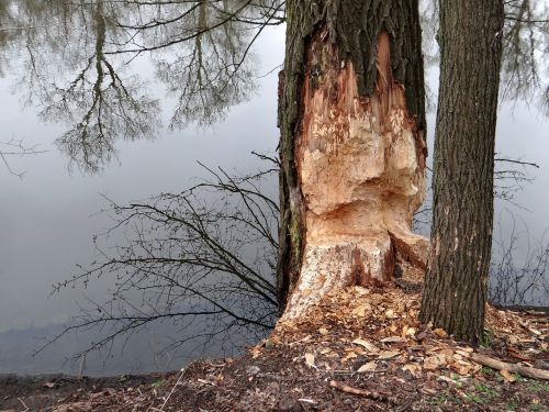 beavers work tree occlusion