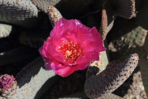 beavertail  cactus  southwestern