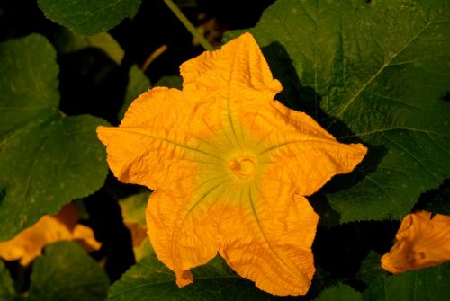 bed pumpkin flower