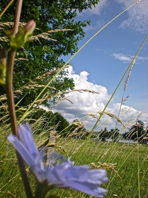 bed flower grass