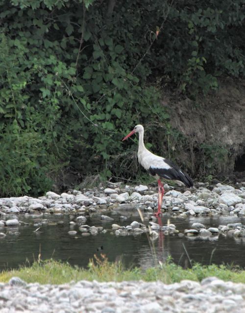 bed river stork