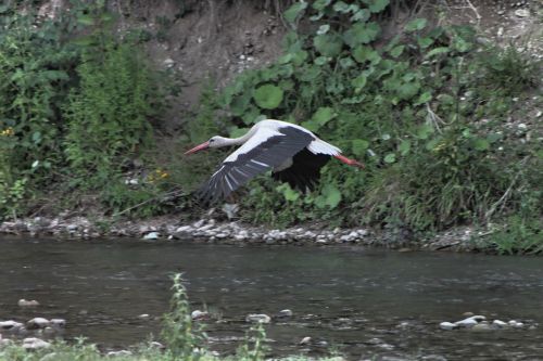 bed river stork