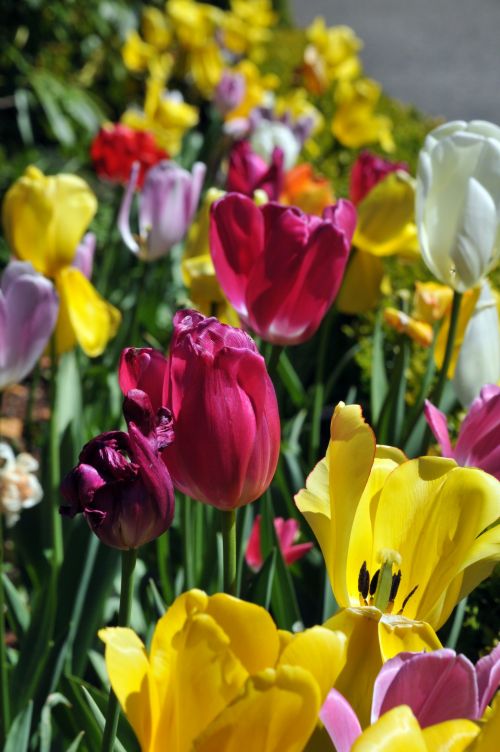 Bed Of Tulips