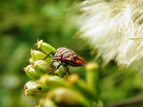 bedbugs beetle insect